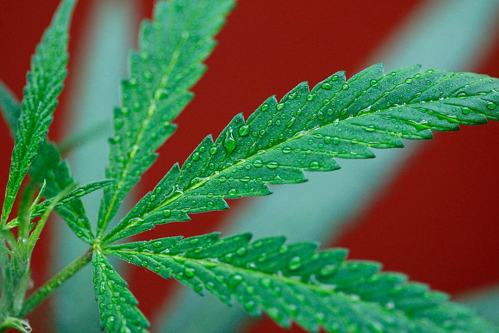 Hollyweed: celebridades que están a favor de la legalización de la marihuana