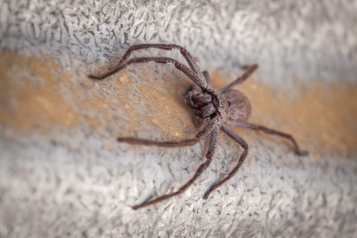 Esta enorme araña cambiando la piel es tan fea que te dará pesadillas