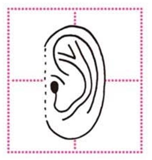 La forma de las orejas revela nuestra personalidad. ¿Quieres saber qué dice la tuya? Descúbrelo…