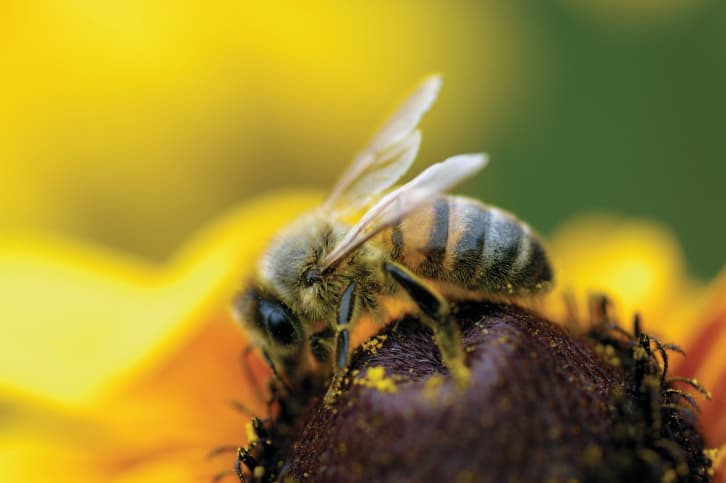 Encuentran viva a la abeja más grande del mundo: mide un pulgar humano