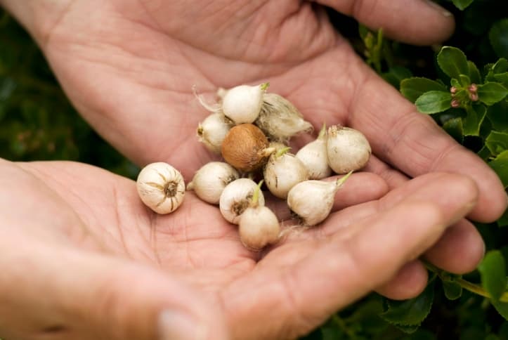 Conoce al primo del martini: cóctel Gibson