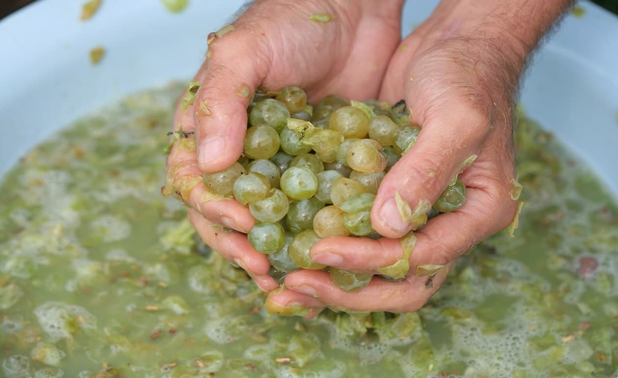 Elaboración del vino casero 