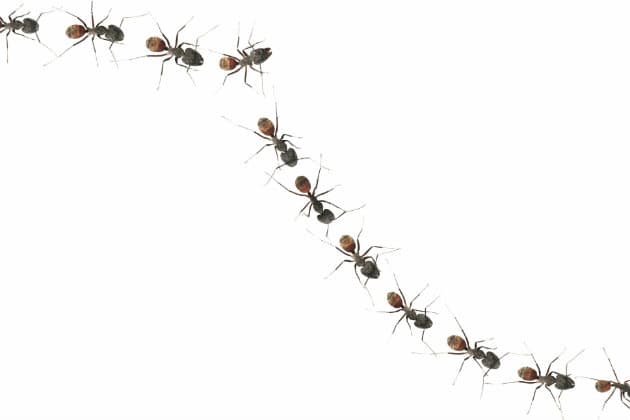 Cómo evitar las plagas durante el verano sin usar pesticidas