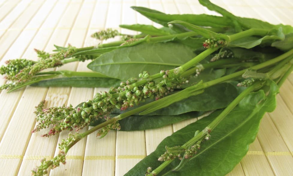 6 malas hierbas de tu jardín que puedes comer ¡y son deliciosas!