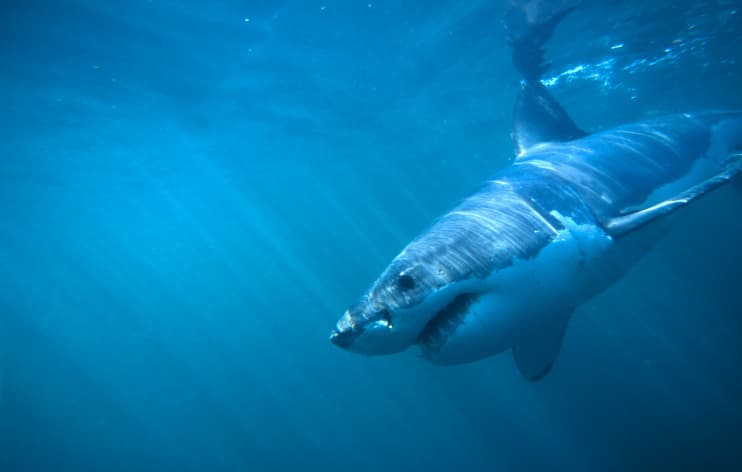 ¡CUIDADO! Estos son los animales más PELIGROSOS del mundo