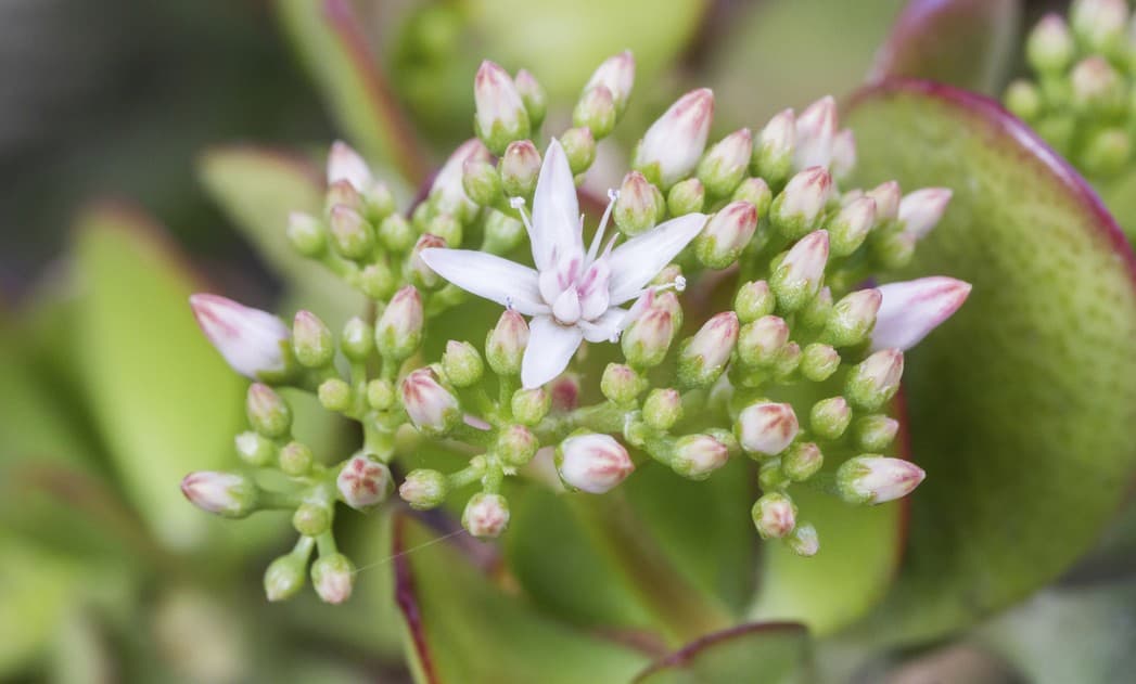 5 plantas de interiores que son casi imposibles de matar