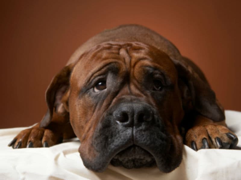 ¡Impresionante! Los perros pueden saber estas 8 cosas antes de que en verdad pasen