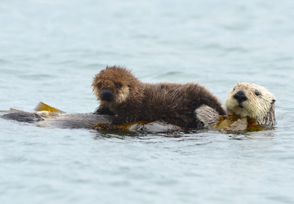 Ser mamá es un sentimiento único que une a todas las especies ¡Mira las fotos!