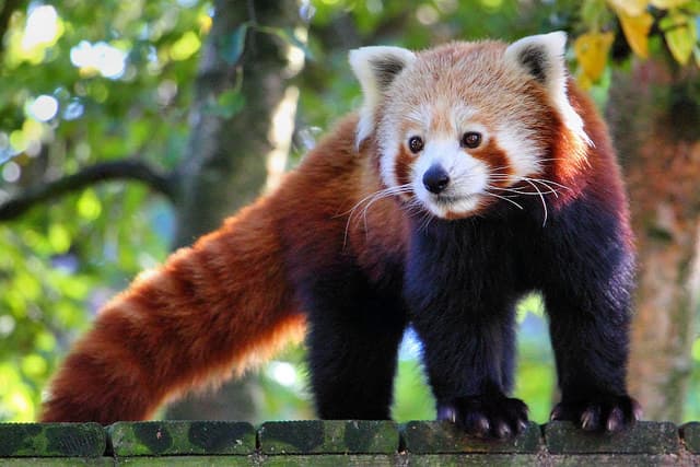 ¡Qué tiernos! Estos 23 animales nacieron para ser modelos