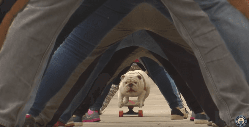Este perrito bulldog es récord Guinness... ¡andando en patineta!