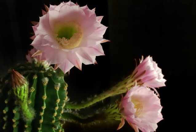 Cactus y Suculentas: Descubrí TODO sobre las plantas de moda
