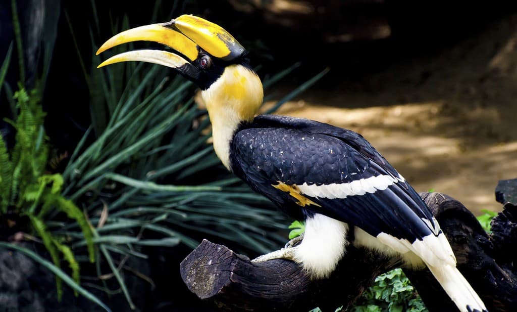 Animales curiosos que puedes visitar alrededor del mundo