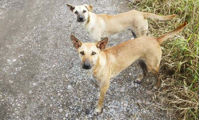 ¡Impactante! Conocé la historia de estos 68 perros rescatados