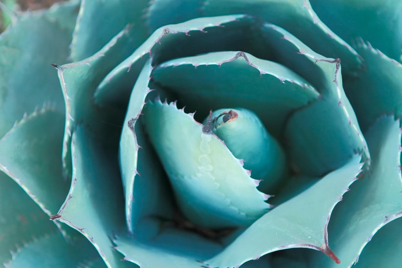 El impacto ambiental de la elaboración de tequila (I)