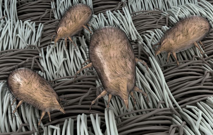 Cómo limpiar el colchón