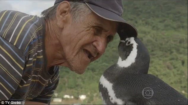 ¡QUÉ TERNURA! Esta historia entre este hombre y este pingüino será lo más DULCE de tu día