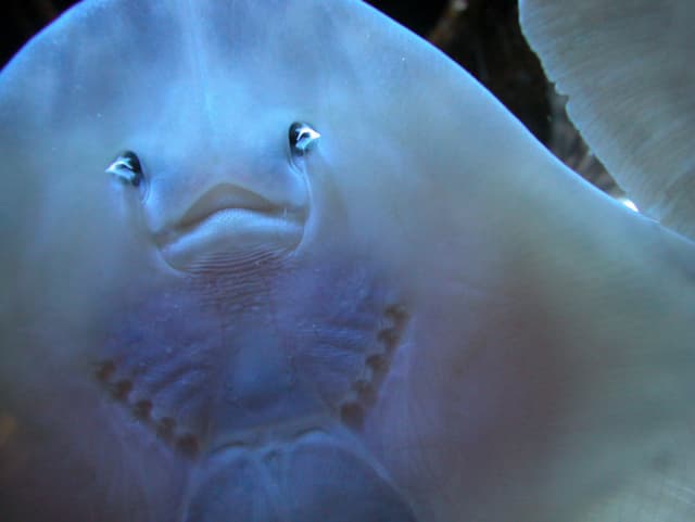 7 curiosidades de las mantarrayas que te encantará conocer | Explora ...