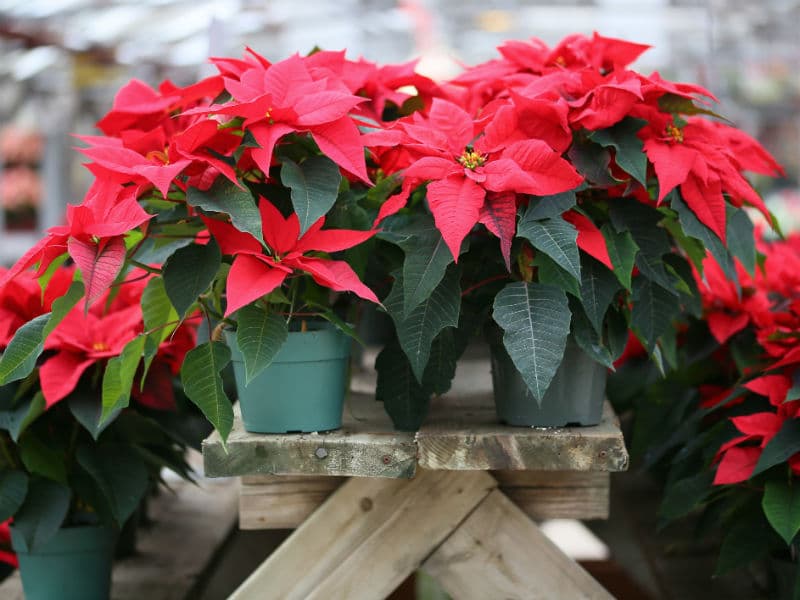 6 datos curiosos sobre las nochebuenas para sorprender a cualquiera