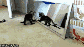 15 gatos que tienen una relación intensa con el espejo