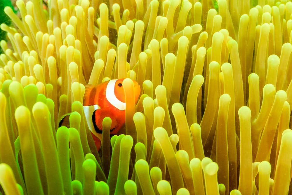 Estas 10 fotos nos revelan las maravillas que nuestro mundo esconde bajo del mar