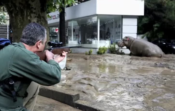 Animales salvajes escapan de zoológico y causan conmoción