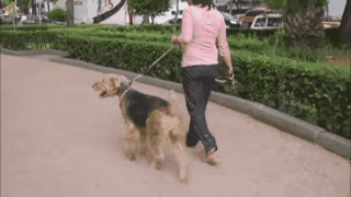 5 divertidas formas de hacer ejercicio con tu perro, ¡marcarán un antes y un después en tu vida!