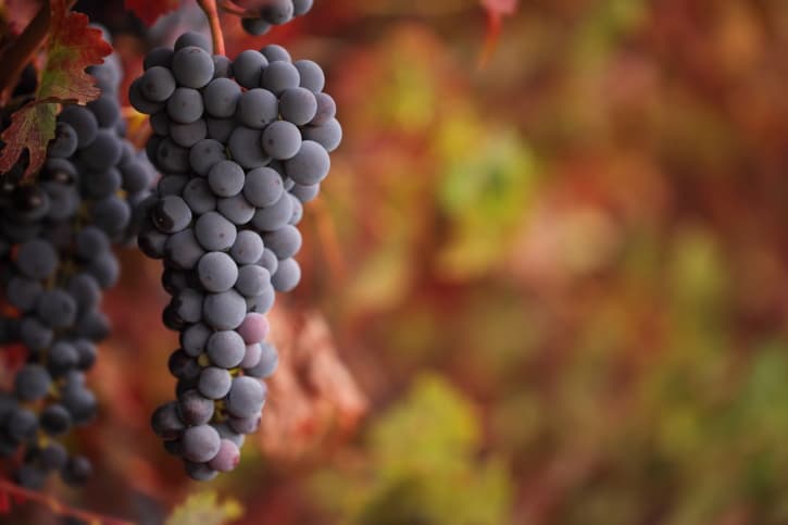 Tannat, el vino uruguayo por excelencia