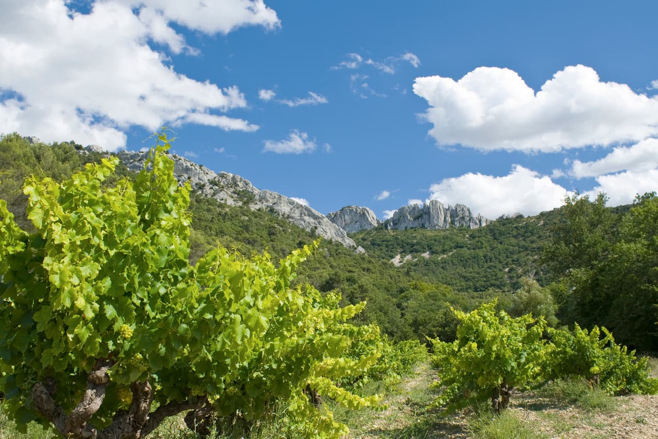 El Valle del Ródano es la región del vino 2010 según Wine Enthusiast 