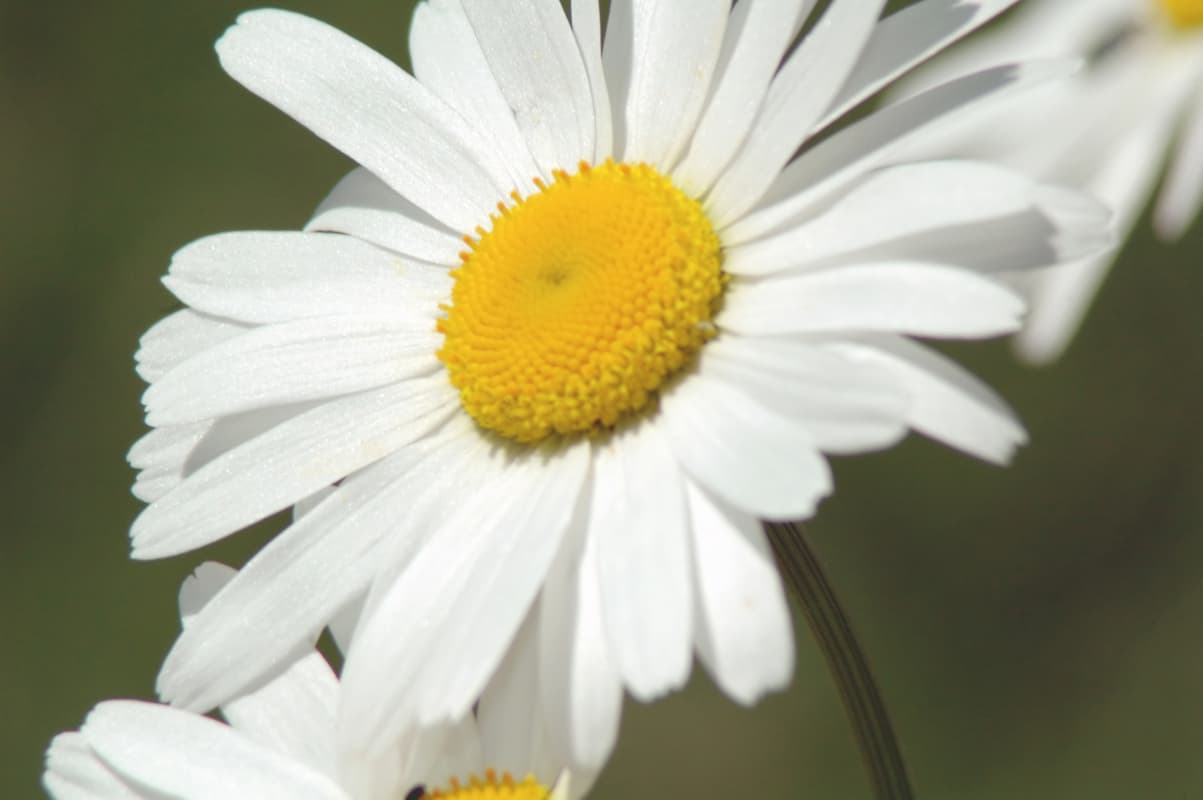 Un trago novedoso: whisky con té