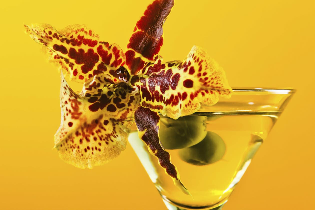 Receta de Panama Jack