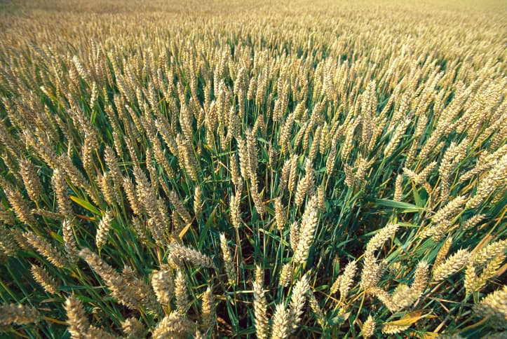 Arroz a la jardinera