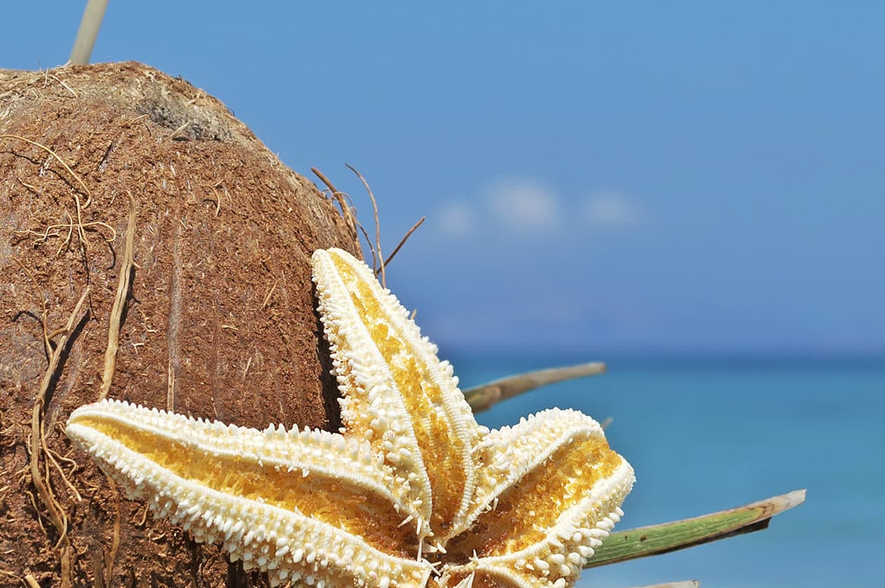 Coco loco colombiano