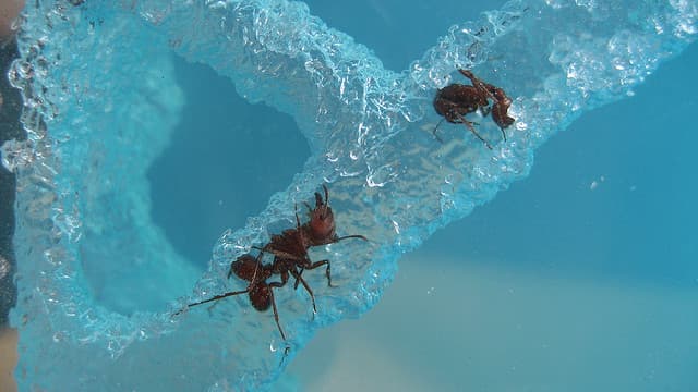 Granja de hormigas, mascota para espacios reducidos