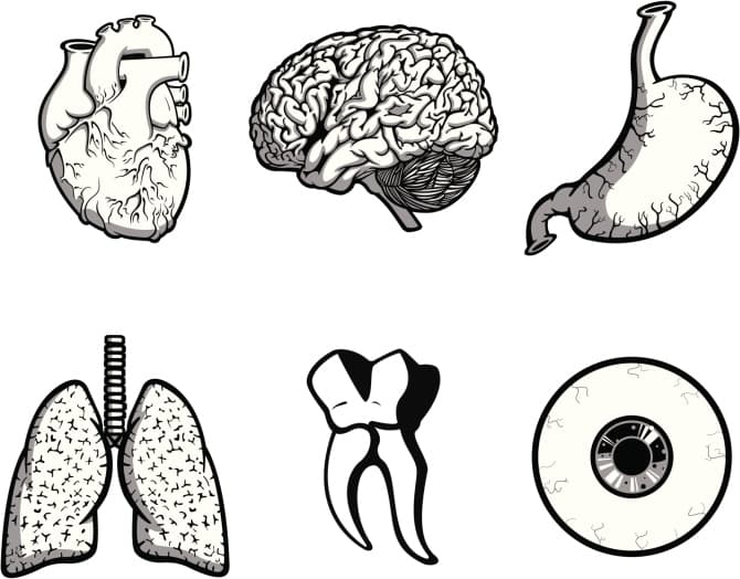 Dibujos para colorear del cuerpo humano