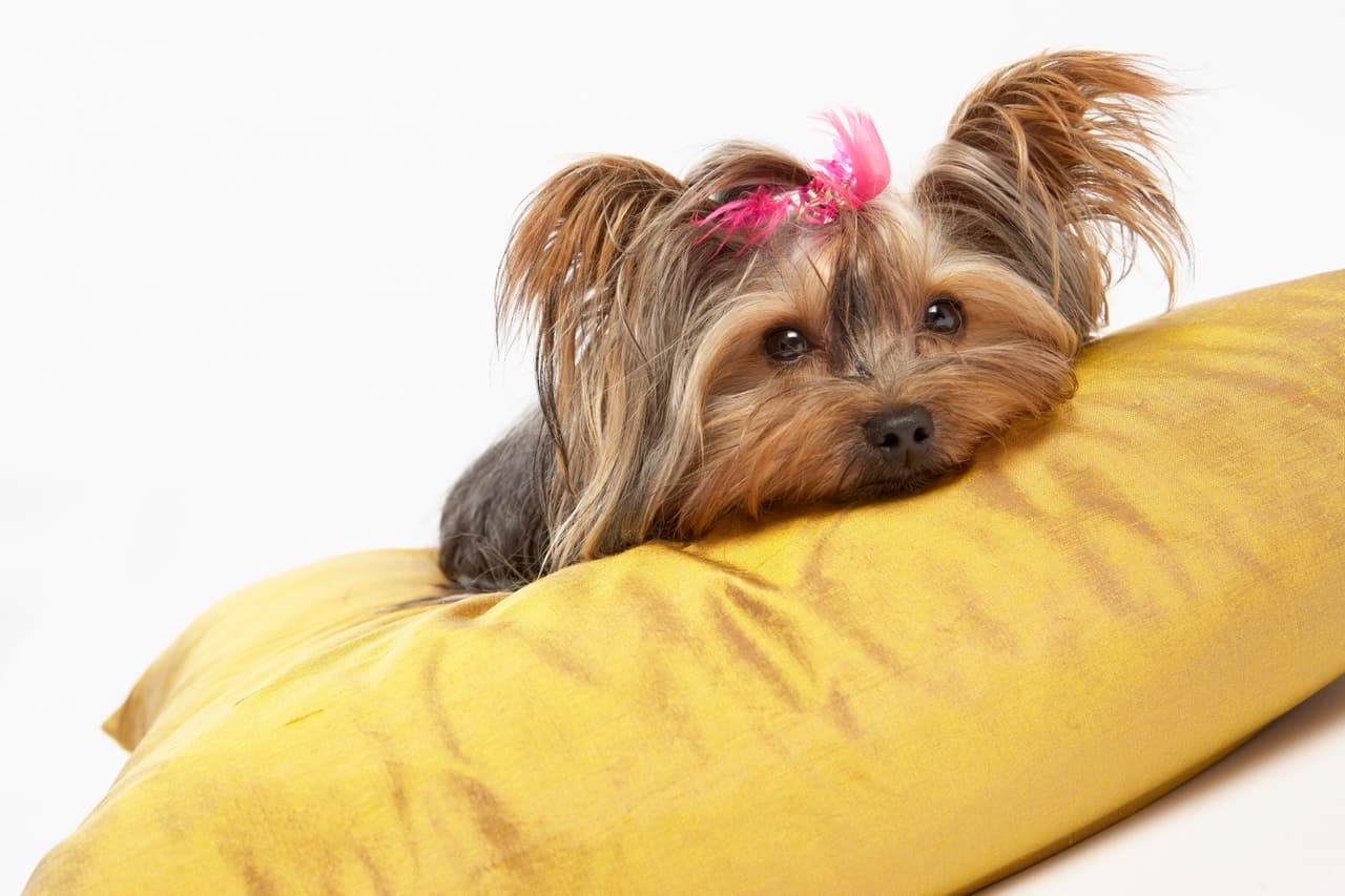 Amigos incondicionales, las razas de perros indicadas para niños