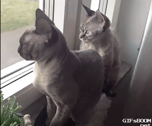 A estos gatitos el sueño les está ganando... pero ellos no se quieren rendir (o tal vez sí)