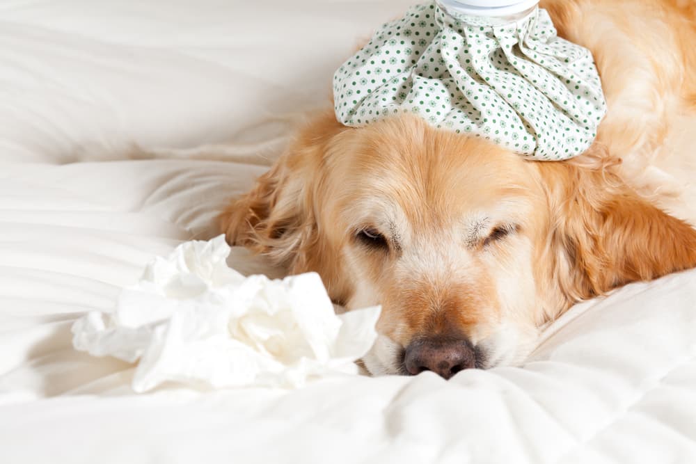 6 cosas que debes saber sobre la gripe canina si tienes mascotas en casa