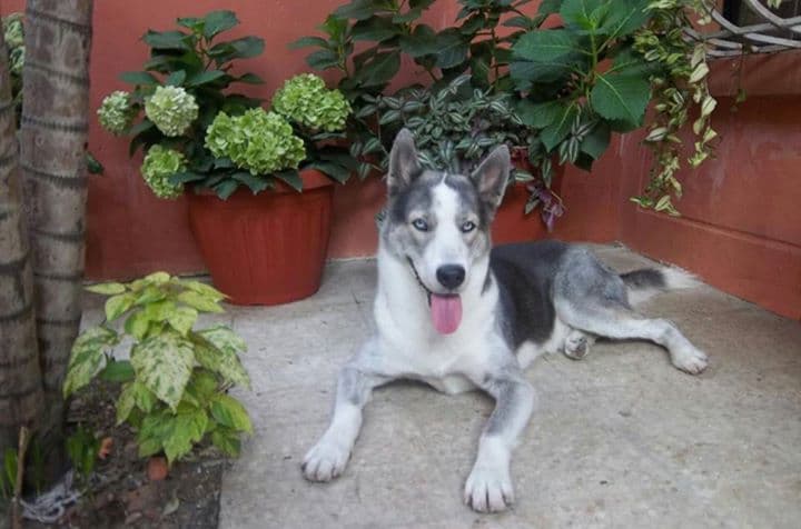 Arrestan a hombre por abandonar a sus perros en casa de NY; estuvieron 1 mes sin agua ni comida