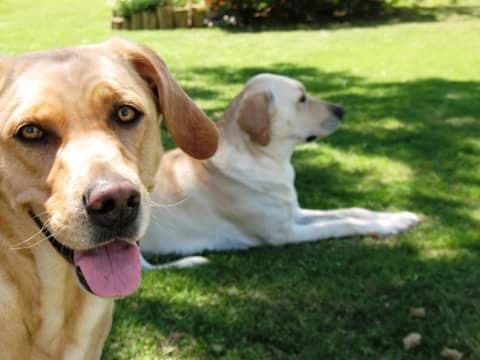 ¡Mira estas 34 mascotas hermosas que compartieron nuestras fans de iMujer!
