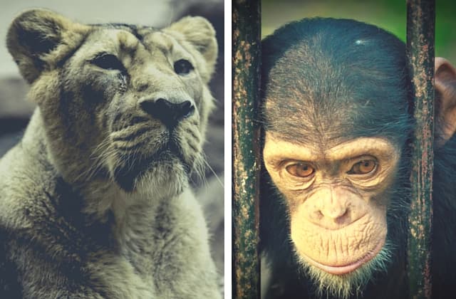 ¿Quién tiene la culpa? Sobre el niño que cayó en la jaula del gorila y el disparo para salvarlo