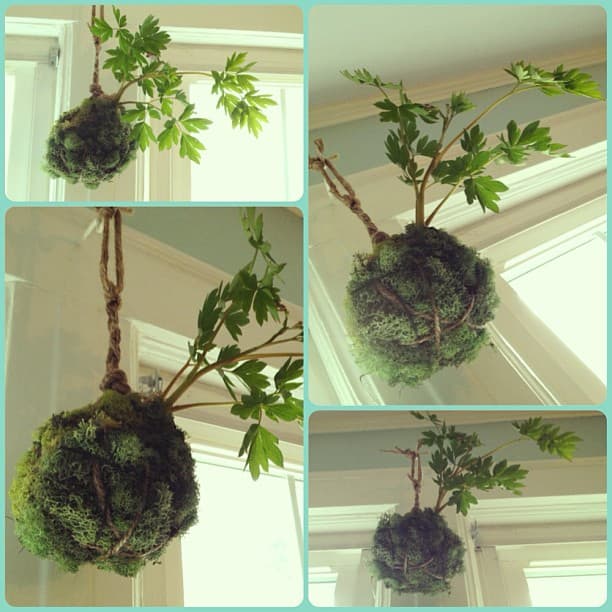 Cómo hacer una kokedama
