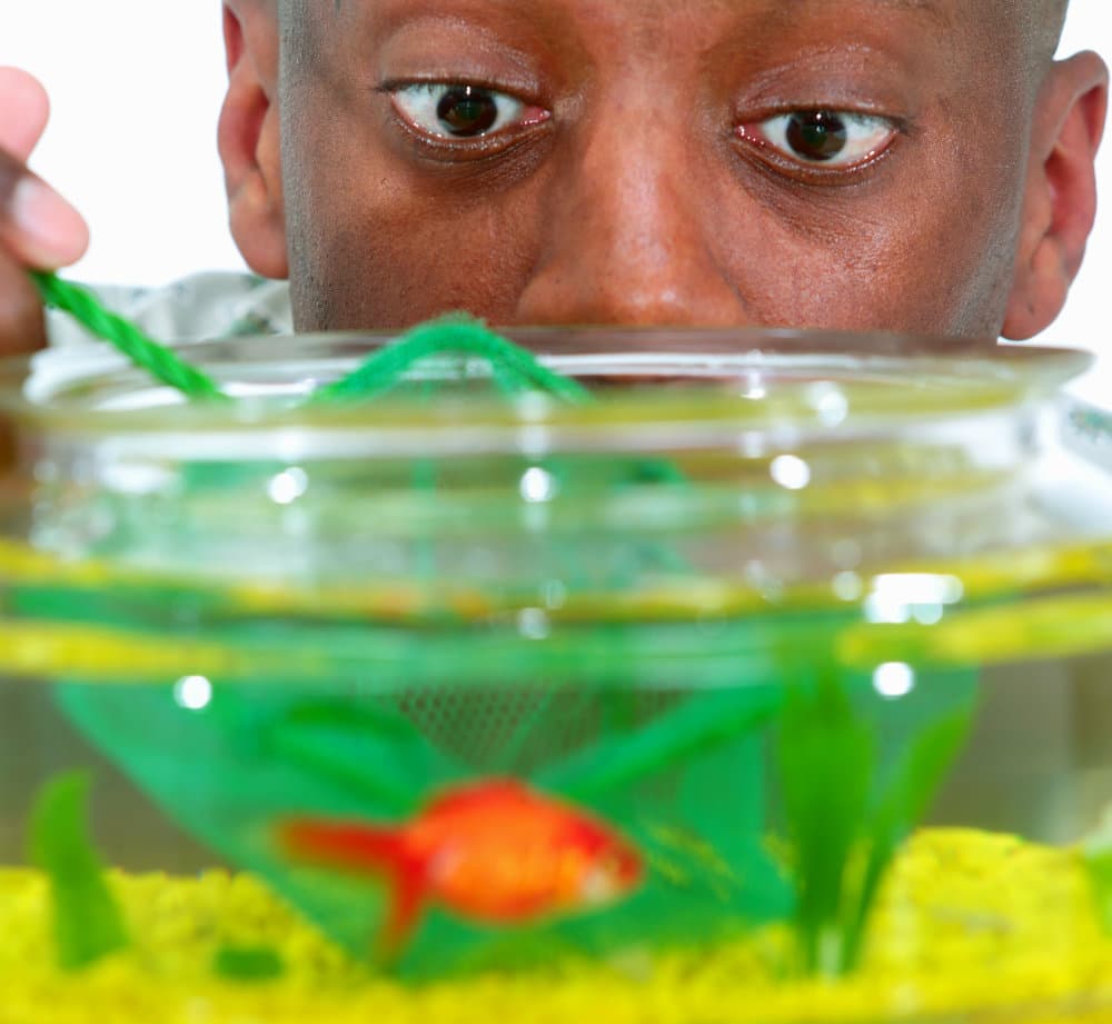 Cómo limpiar un acuario