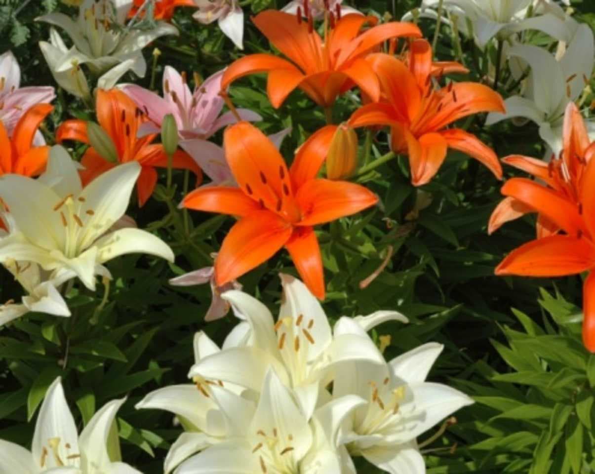 7 cosas que son tóxicas para tus mascotas y quizá no lo sabías