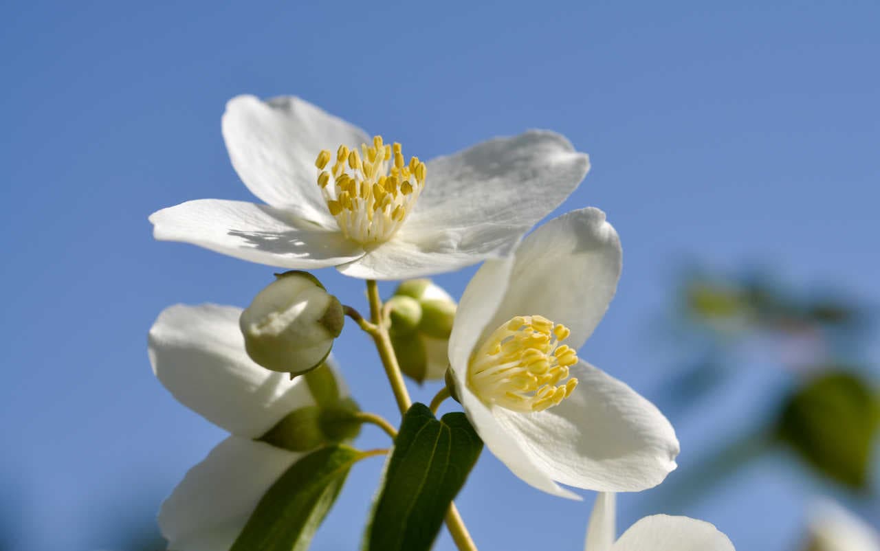 Cómo plantar jazmines