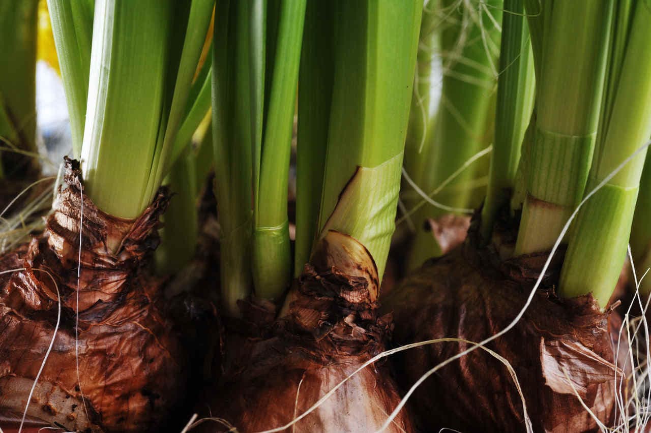 ¿Cómo y cuándo se plantan los bulbos?
