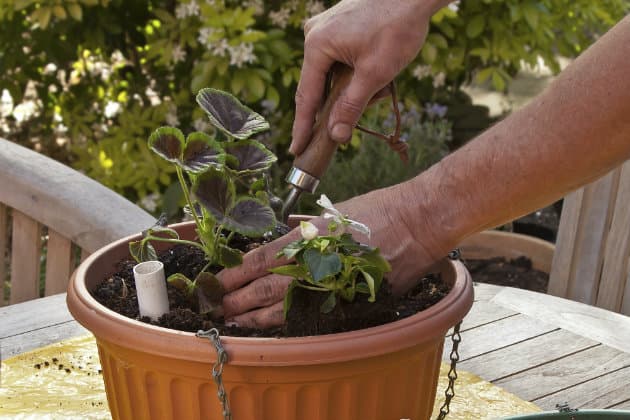 7 cosas que debes estar haciendo para mantener tu jardín durante el invierno