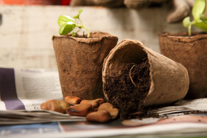 Macetas biodegradables: ¿Cómo hacerlas?