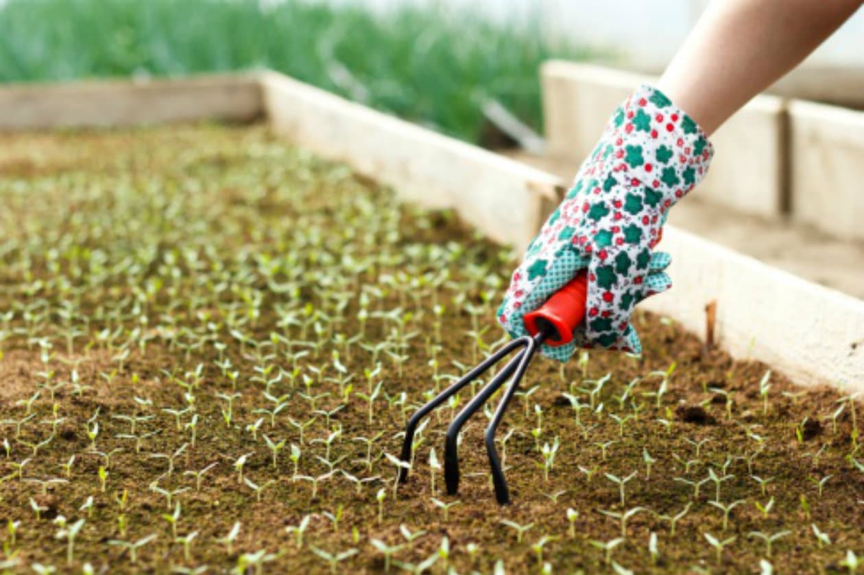 ¿Qué plantar en junio?