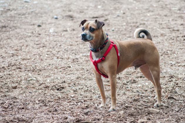 Tips para mantener a tu perro cómodo y seguro durante tu viaje de vacaciones