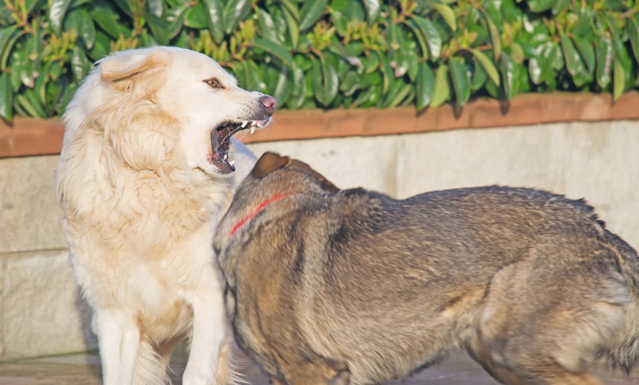 ¿Bullying entre perros?